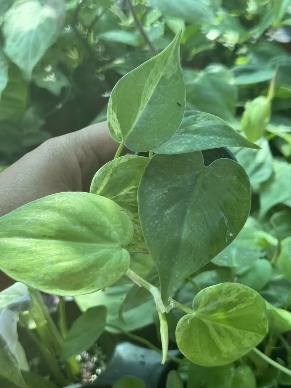 plant/Variegated Heart leaf philodendron-1
