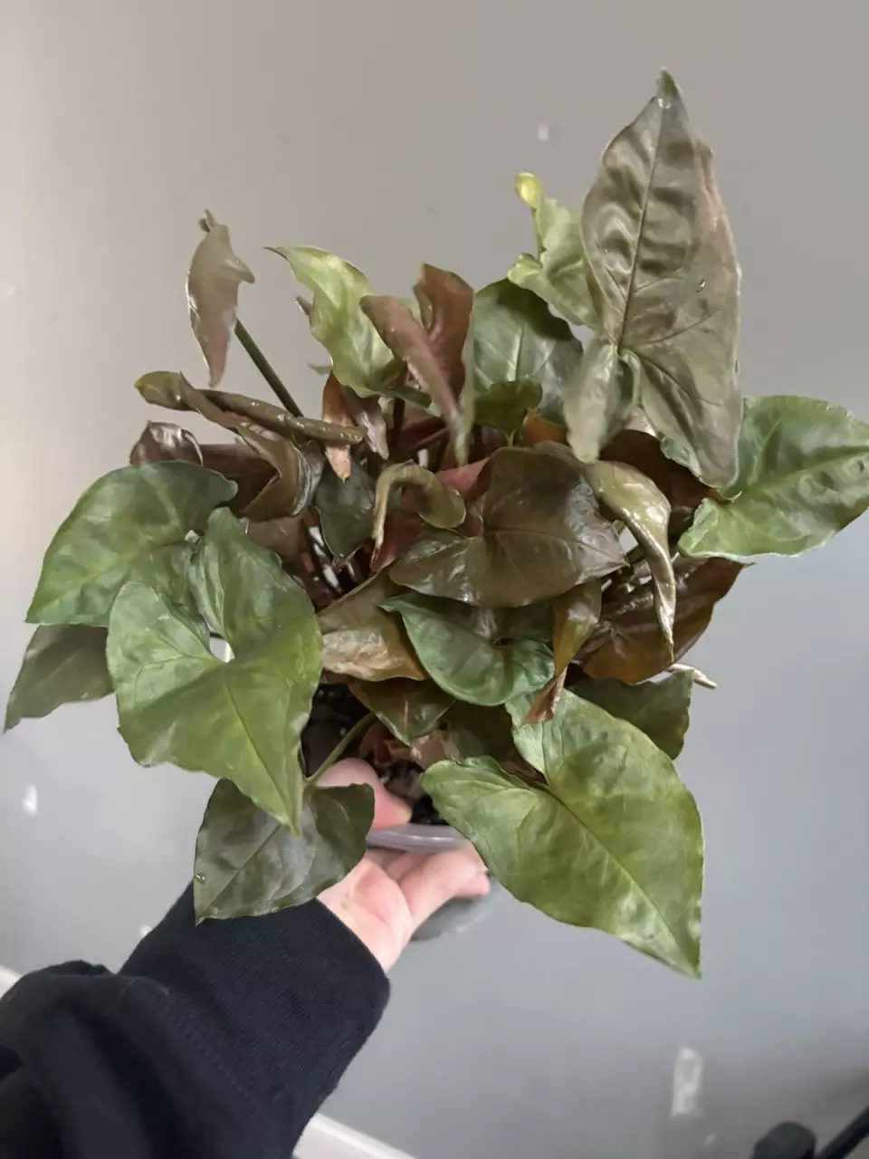 plant/Syngonium Maria allusion-0