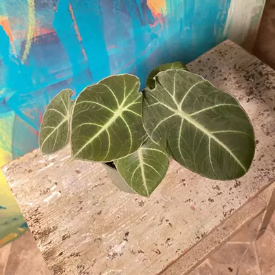 plant/🖤 Alocasia Black Velvet – Dark & Moody Jungle Vibes-3-thumbnail