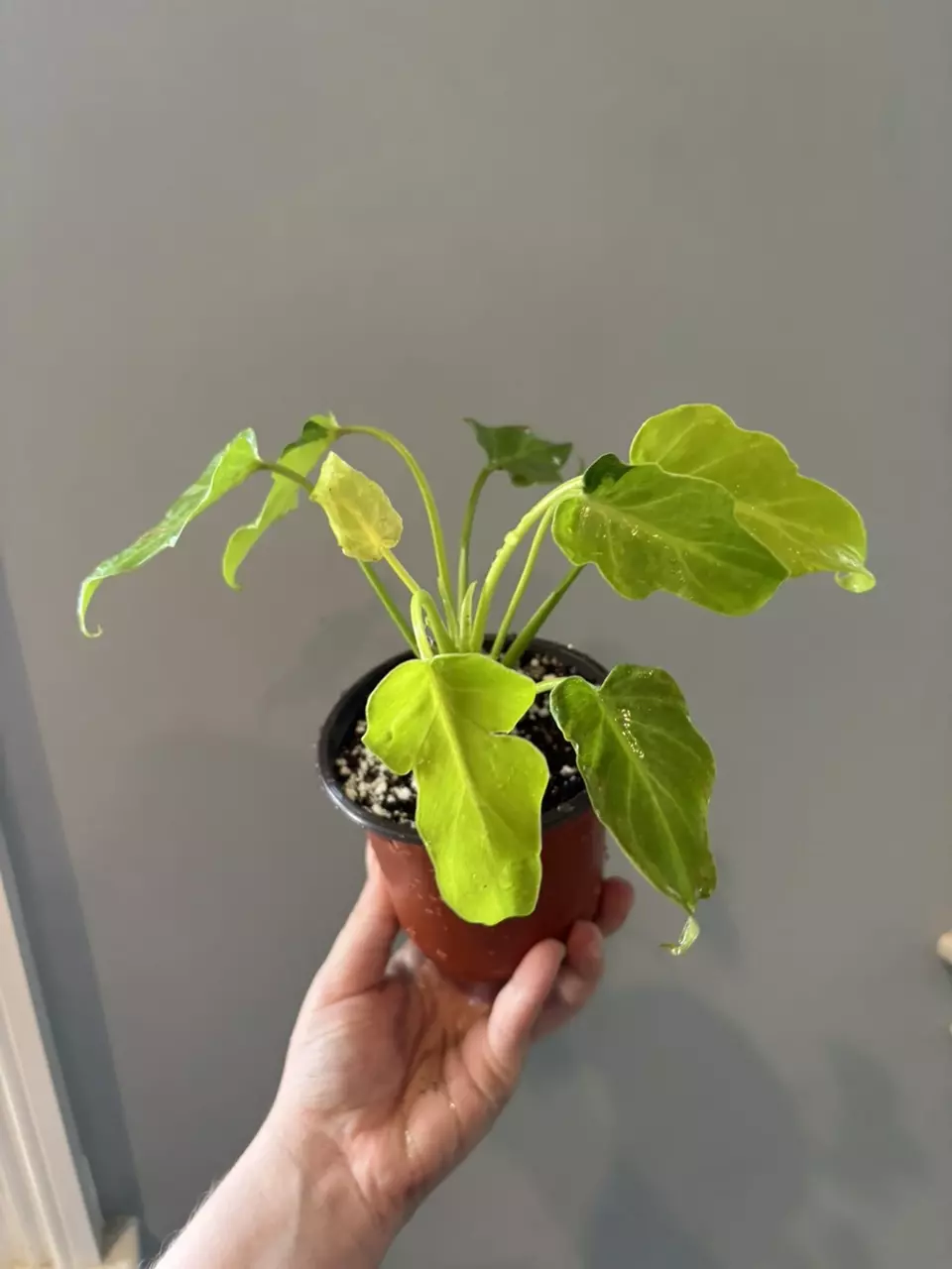 plant/Golden Xanadu-0