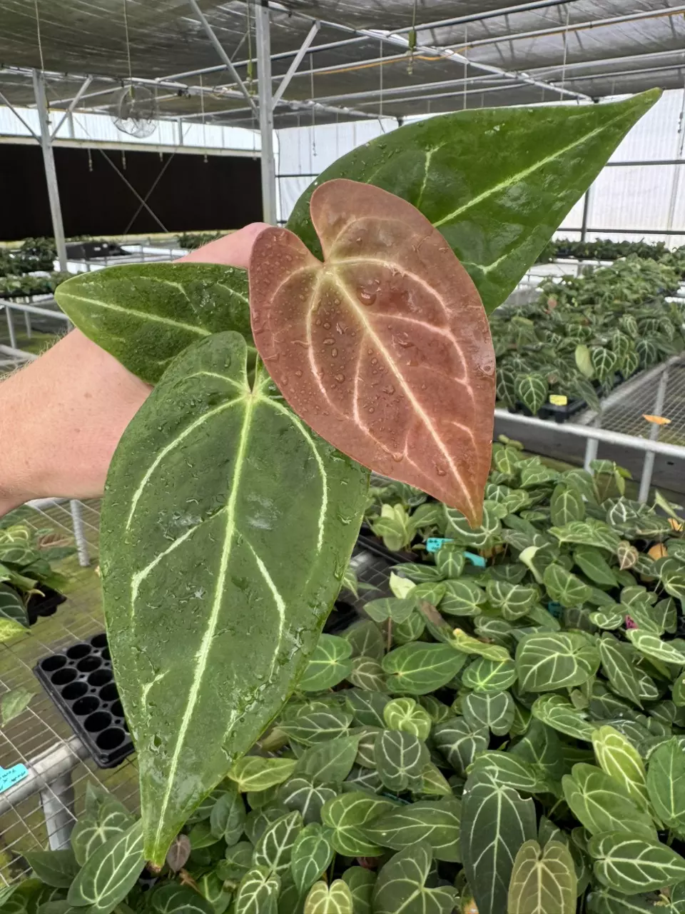 plant/Seed grown anthurium ferrari x pap (indo) starter plant growers choice-1
