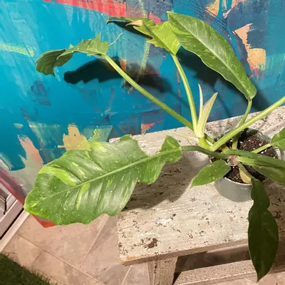 plant/🔥 Philodendron Ring of Fire – Collector Glow-4-thumbnail