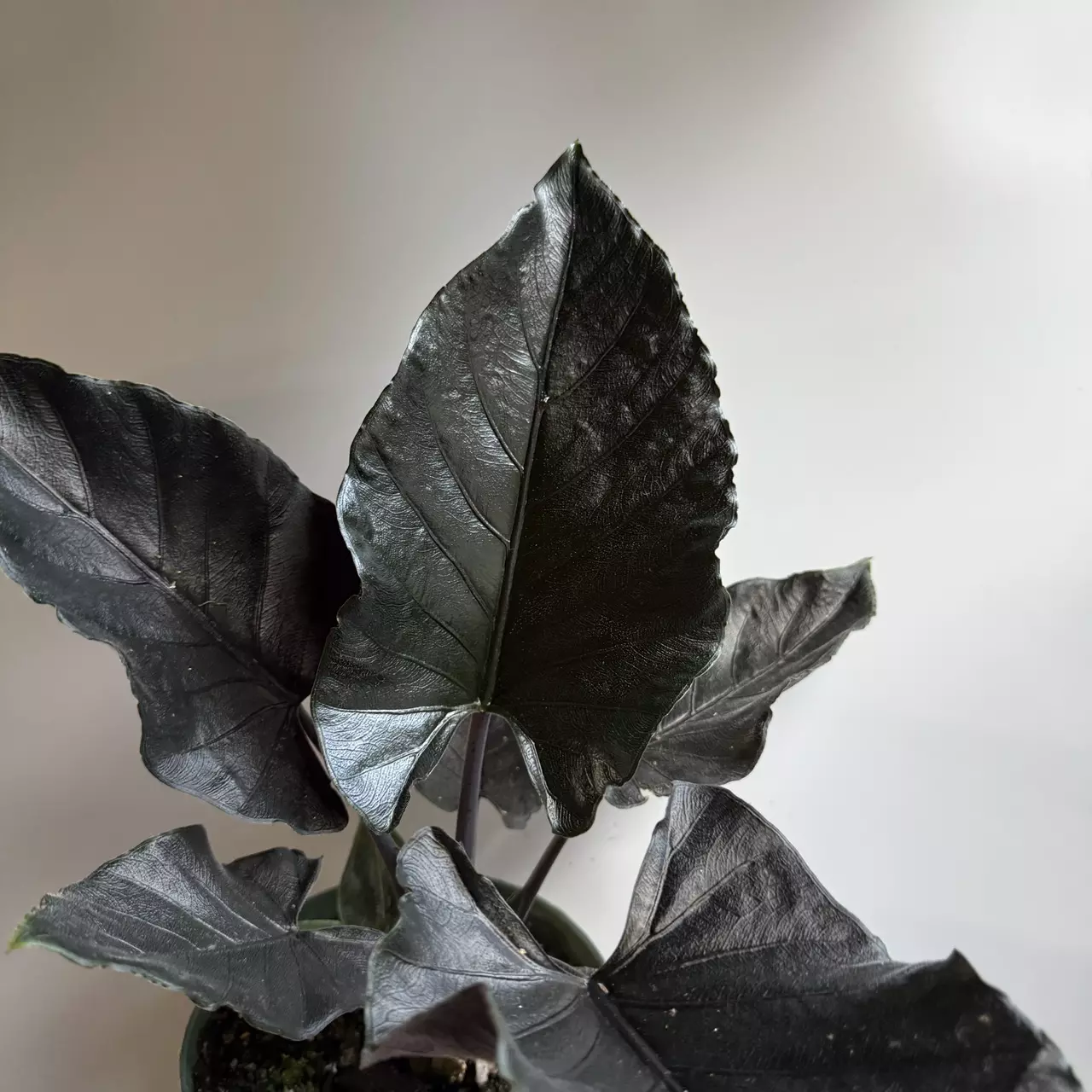 plant/Alocasia Antoro Velvet 6" Pot-0
