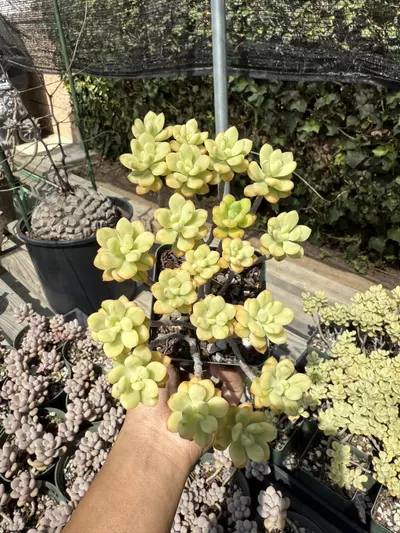 plant/Sedum "Mickey" variegated 3.75" pot-0-thumbnail