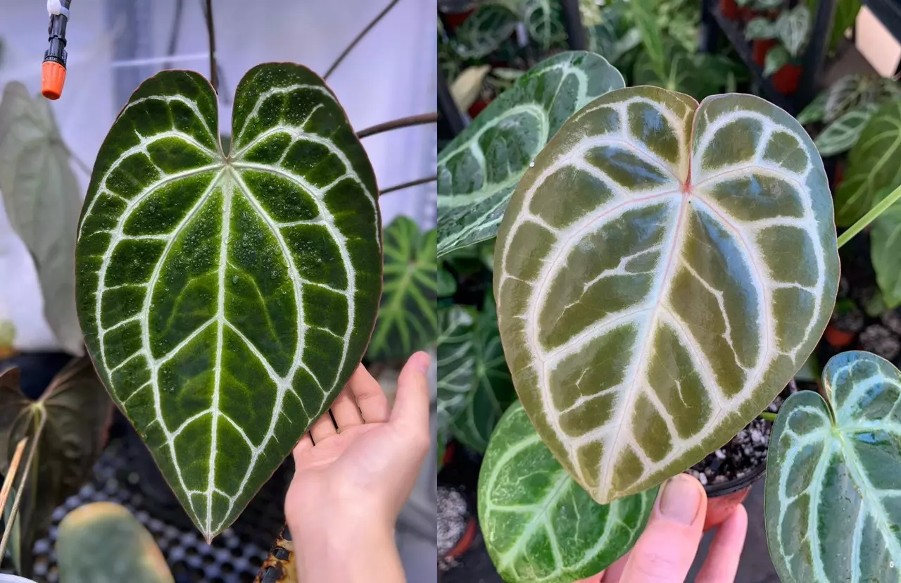 plant/Seed grown anthurium minahasa x red crystallinum (indo) starter plant growers ch-0