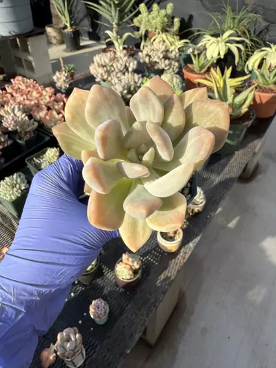 plant/Pachyveria Pachytoides var 2.75" pot-0-thumbnail