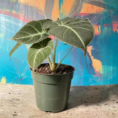 plant/🖤 Alocasia Black Velvet – Dark & Moody Jungle Vibes-5-thumbnail