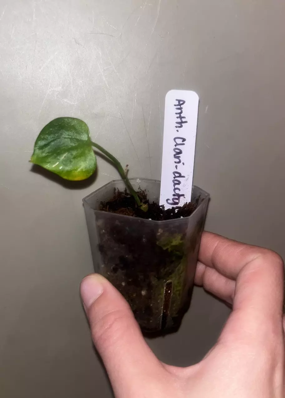plant/Anthurium Clari-dactyl x open seedling-0