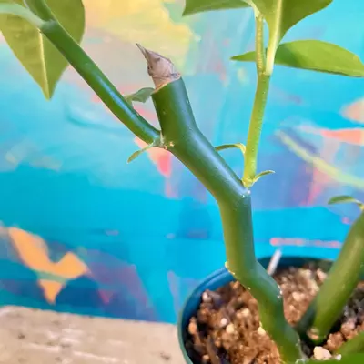 plant/Devil’s Backbone, Zig Zag Plant (Euphorbia tithymaloides)-1-thumbnail