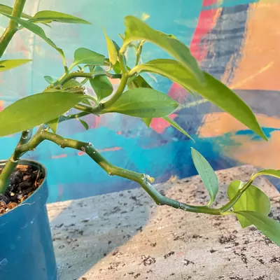 plant/Devil’s Backbone, Zig Zag Plant (Euphorbia tithymaloides)-3-thumbnail