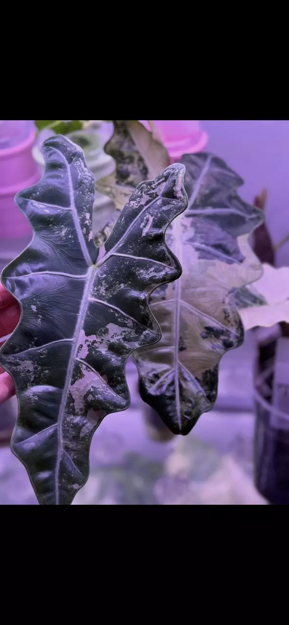 plant/Alocasia Psuedo Pink - CORM #4-1