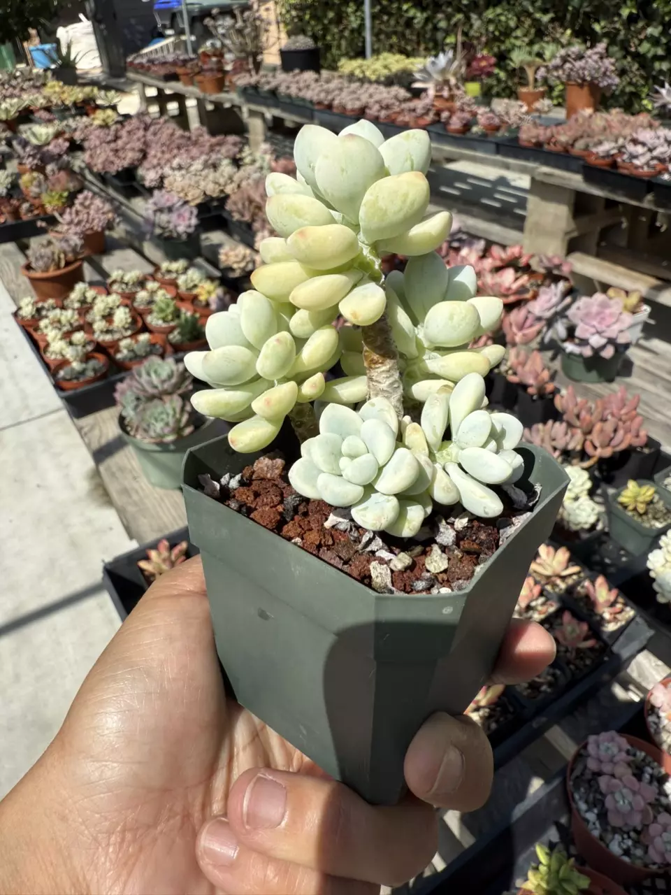 plant/Sedum Clavatum variegated 2.75" pot-1