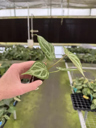 plant/Seed grown anthurium minahasa x red crystallinum (indo) starter plant growers ch-6-thumbnail