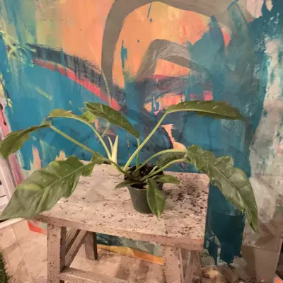 plant/🔥 Philodendron Ring of Fire – Collector Glow-7-thumbnail