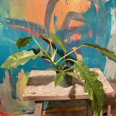 plant/🔥 Philodendron Ring of Fire – Collector Glow-0-thumbnail