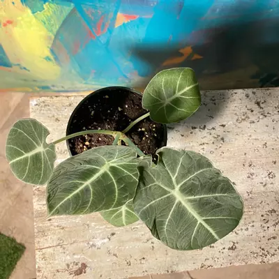plant/🖤 Alocasia Black Velvet – Dark & Moody Jungle Vibes-2-thumbnail