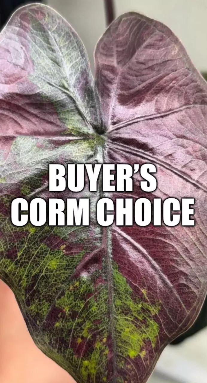 free_shipping/Buyer’s Choice of Corm ***ADD ON ONLY*** (NOT listing for corm itself)***-0