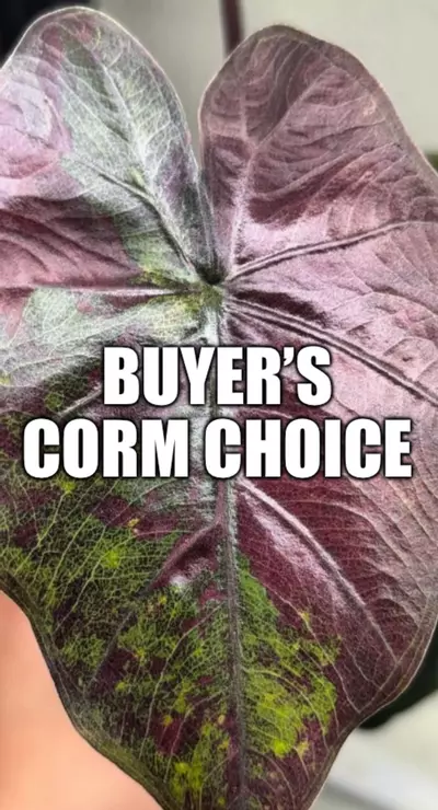 free_shipping/Buyer’s Choice of Corm ***ADD ON ONLY*** (NOT listing for corm itself)***-0-thumbnail