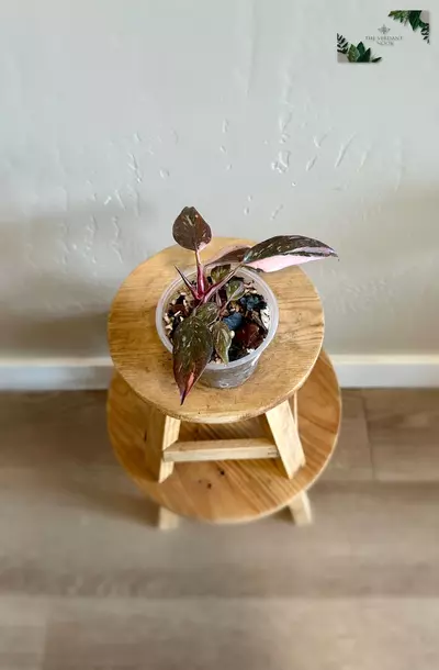 plant/Philodendron ‘Pink Princess Marble Galaxy’ - Rare Variegated 3"-3-thumbnail