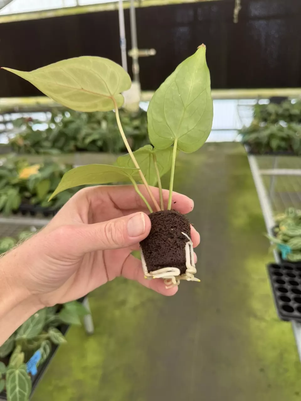 plant/Seed grown anthurium minahasa x red crystallinum (indo) starter plant growers ch-7