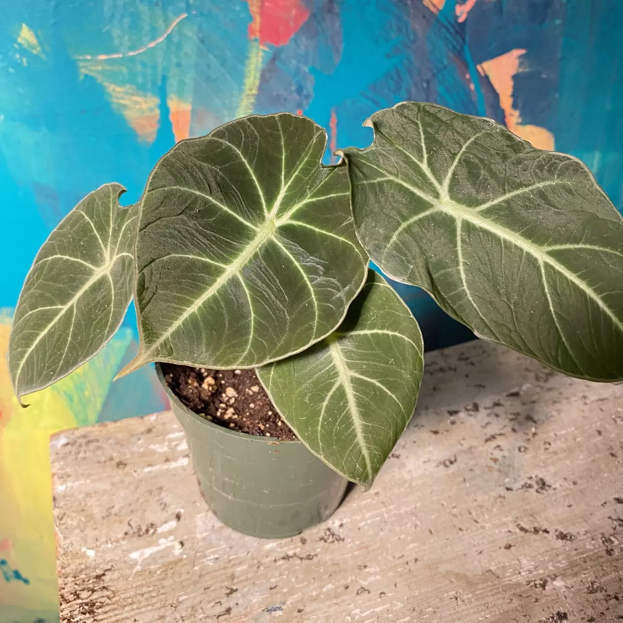plant/🖤 Alocasia Black Velvet – Dark & Moody Jungle Vibes-0