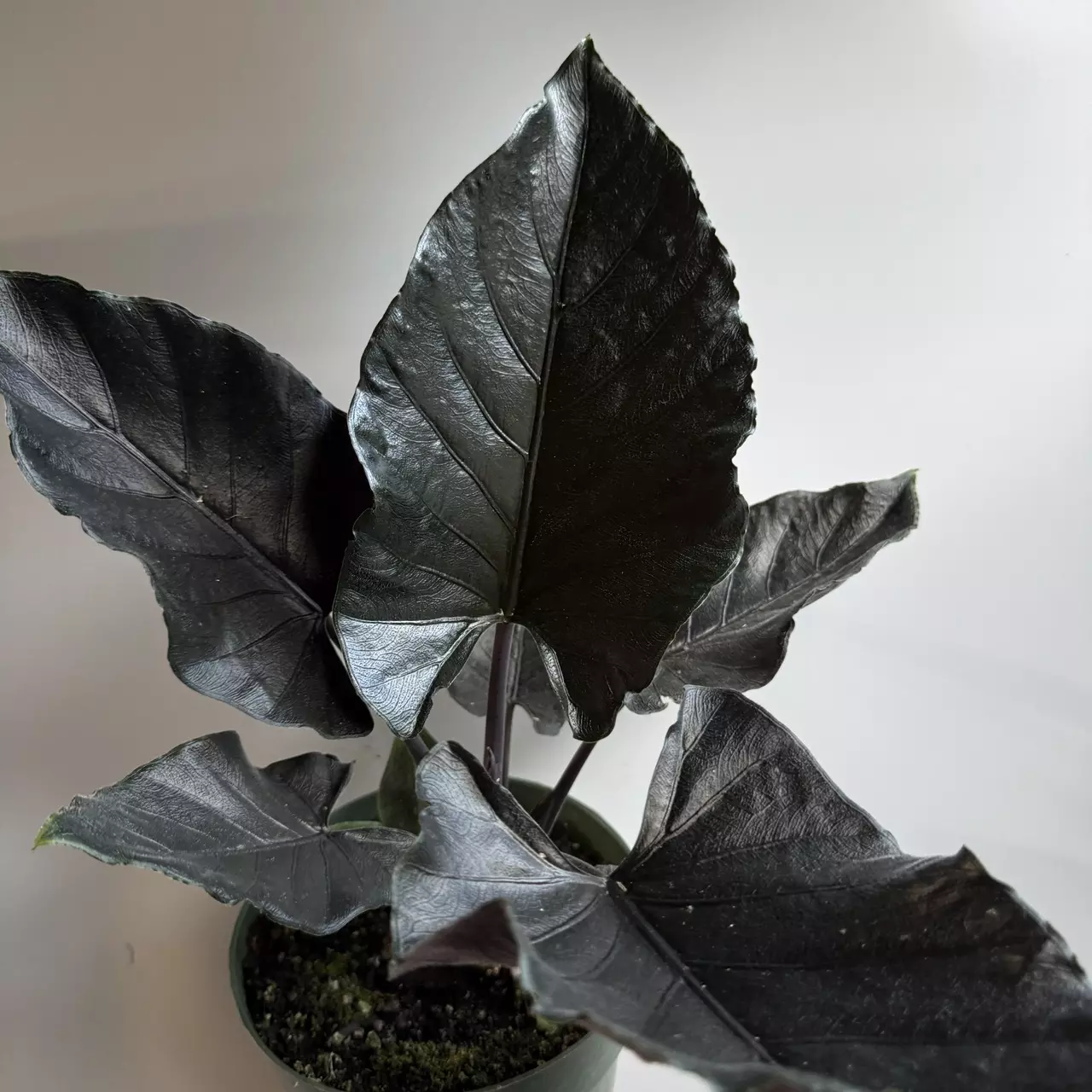 plant/Alocasia Antoro Velvet 6" Pot-1