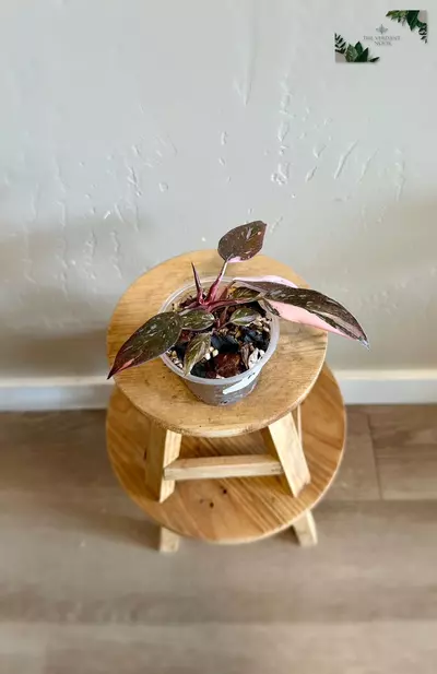 plant/Philodendron ‘Pink Princess Marble Galaxy’ - Rare Variegated 3"-2-thumbnail