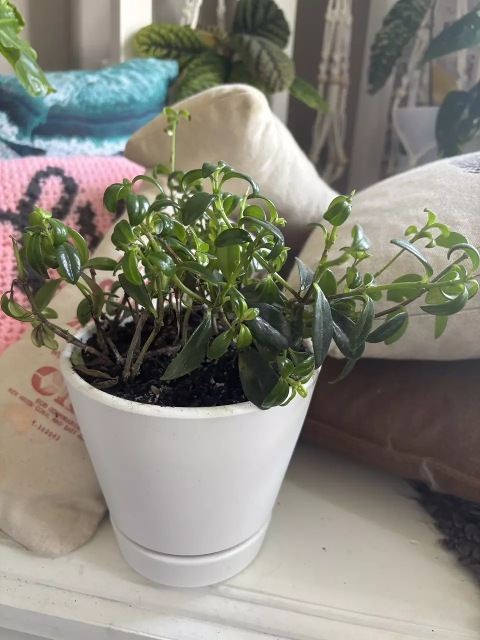 plant/Goldfish Plant-2