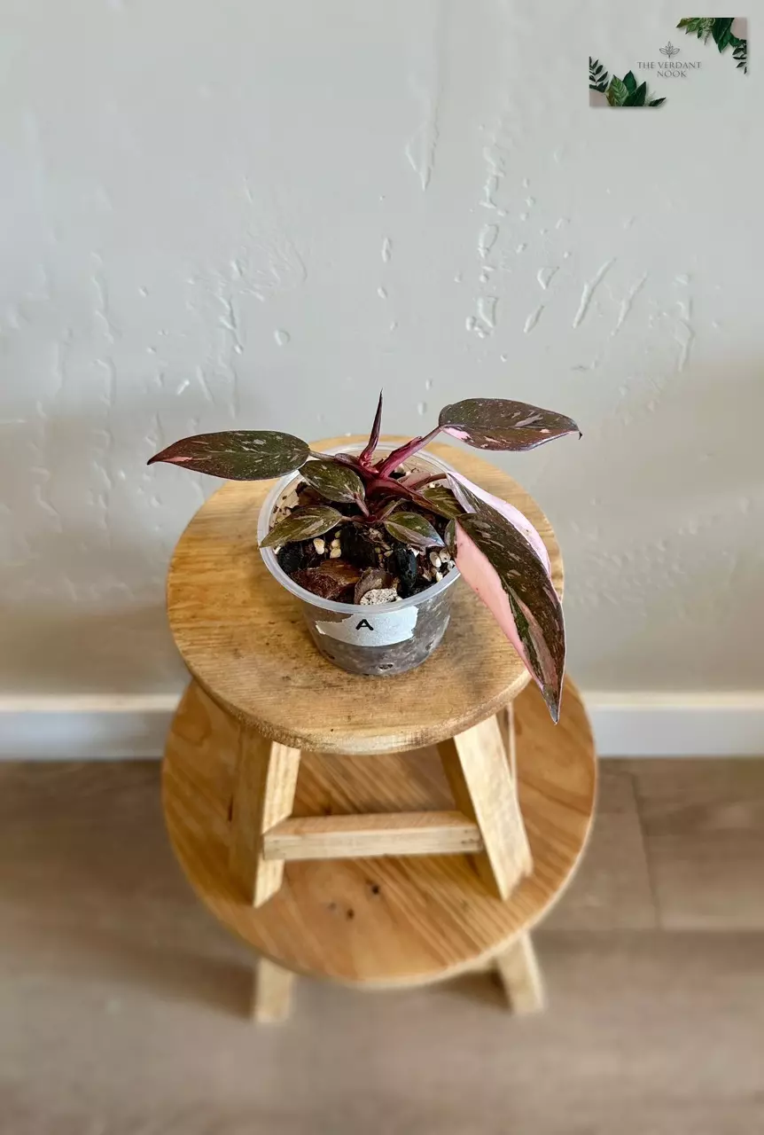 plant/Philodendron ‘Pink Princess Marble Galaxy’ - Rare Variegated 3"-4