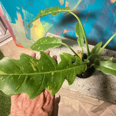 plant/🔥 Philodendron Ring of Fire – Collector Glow-6-thumbnail