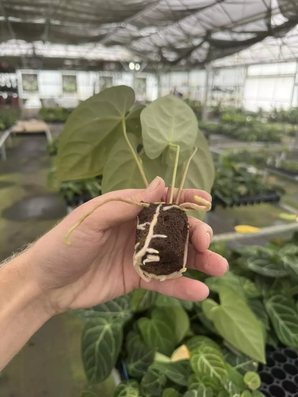plant/Seed grown anthurium fort sherman x legend starter plant growers choice-7