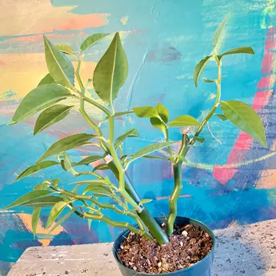 plant/Devil’s Backbone, Zig Zag Plant (Euphorbia tithymaloides)-2-thumbnail