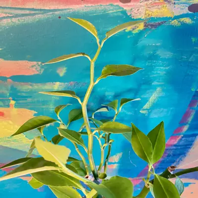 plant/Devil’s Backbone, Zig Zag Plant (Euphorbia tithymaloides)-5-thumbnail