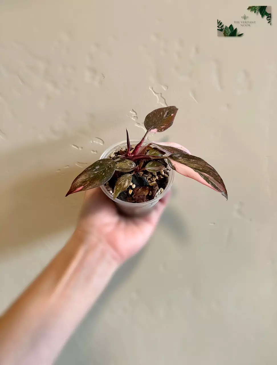 plant/Philodendron ‘Pink Princess Marble Galaxy’ - Rare Variegated 3"-0