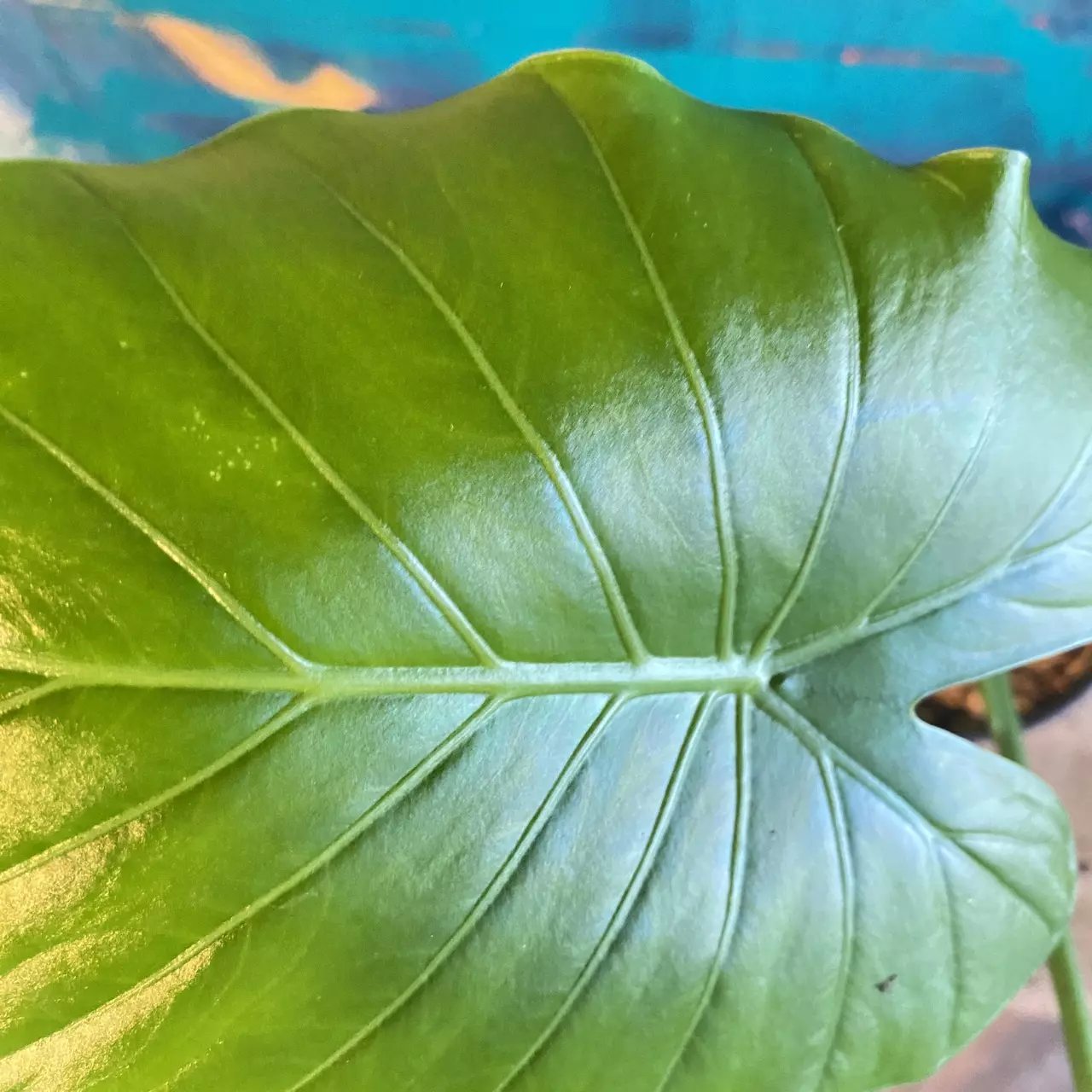 plant/Alocasia Elephant Ear, Wild Florida Grown,-1