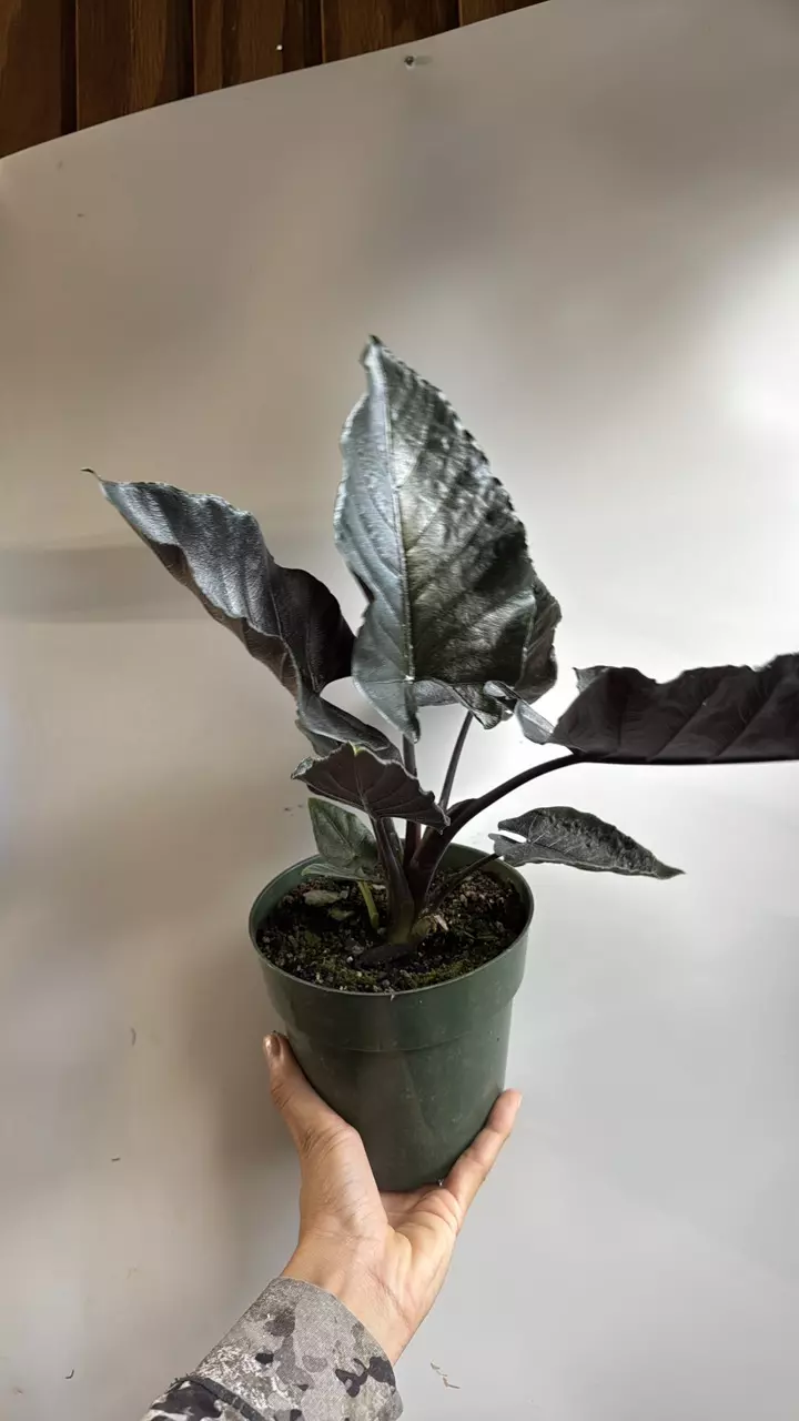 plant/Alocasia Antoro Velvet 6" Pot-2