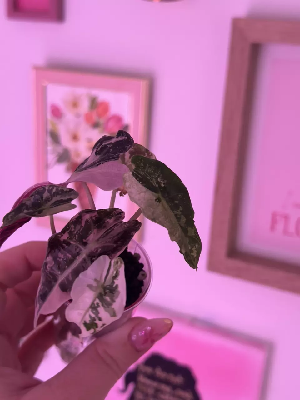 plant/Alocasia Pink Amazonica - STUNNING 😍-6