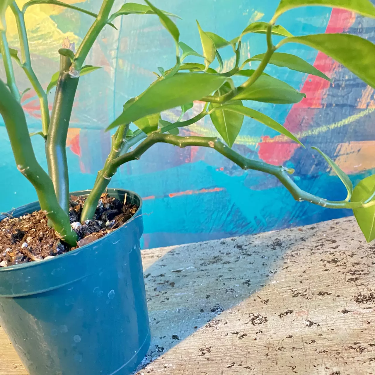 plant/Devil’s Backbone, Zig Zag Plant (Euphorbia tithymaloides)-7