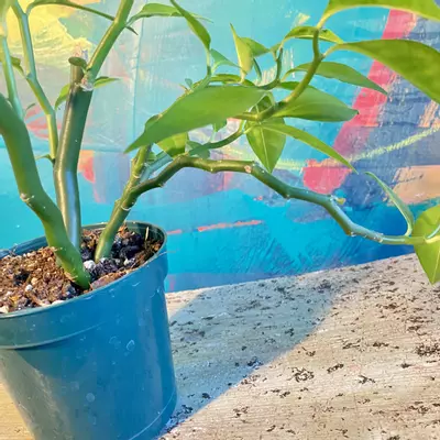 plant/Devil’s Backbone, Zig Zag Plant (Euphorbia tithymaloides)-7-thumbnail