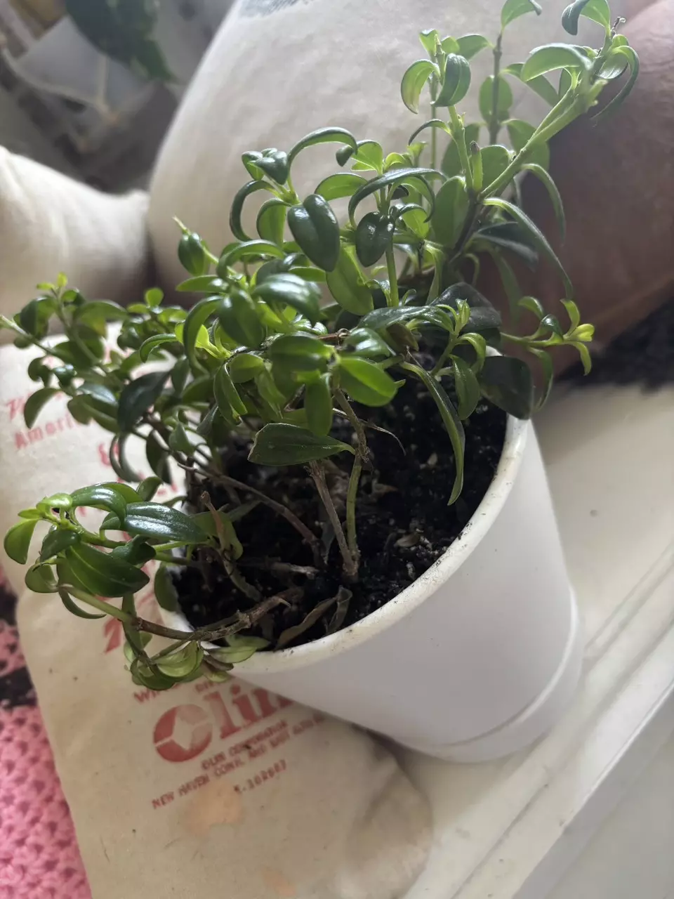 plant/Goldfish Plant-0