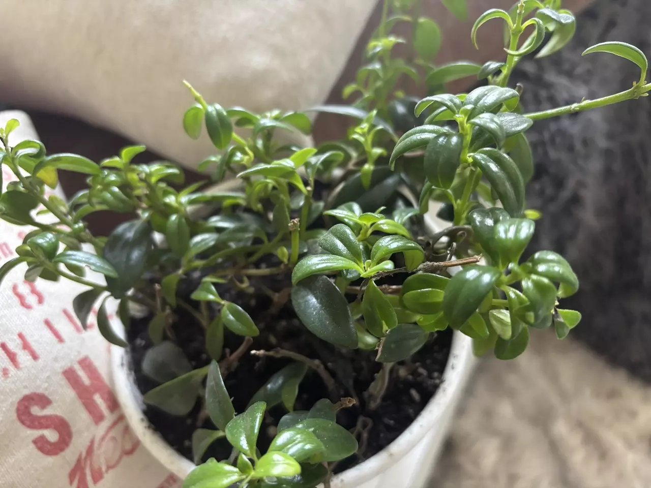 plant/Goldfish Plant-1