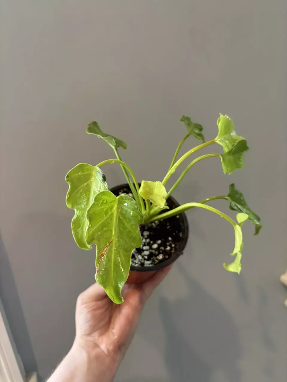 plant/Golden Xanadu-1