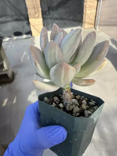 plant/Pachyveria Pachytoides var 2.75" pot-1-thumbnail