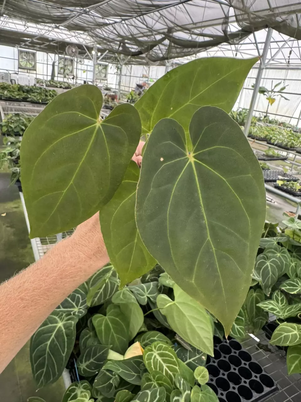 plant/Seed grown anthurium fort sherman x legend starter plant growers choice-1