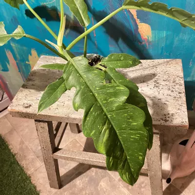 plant/🔥 Philodendron Ring of Fire – Collector Glow-3-thumbnail