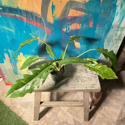 plant/🔥 Philodendron Ring of Fire – Collector Glow-2-thumbnail