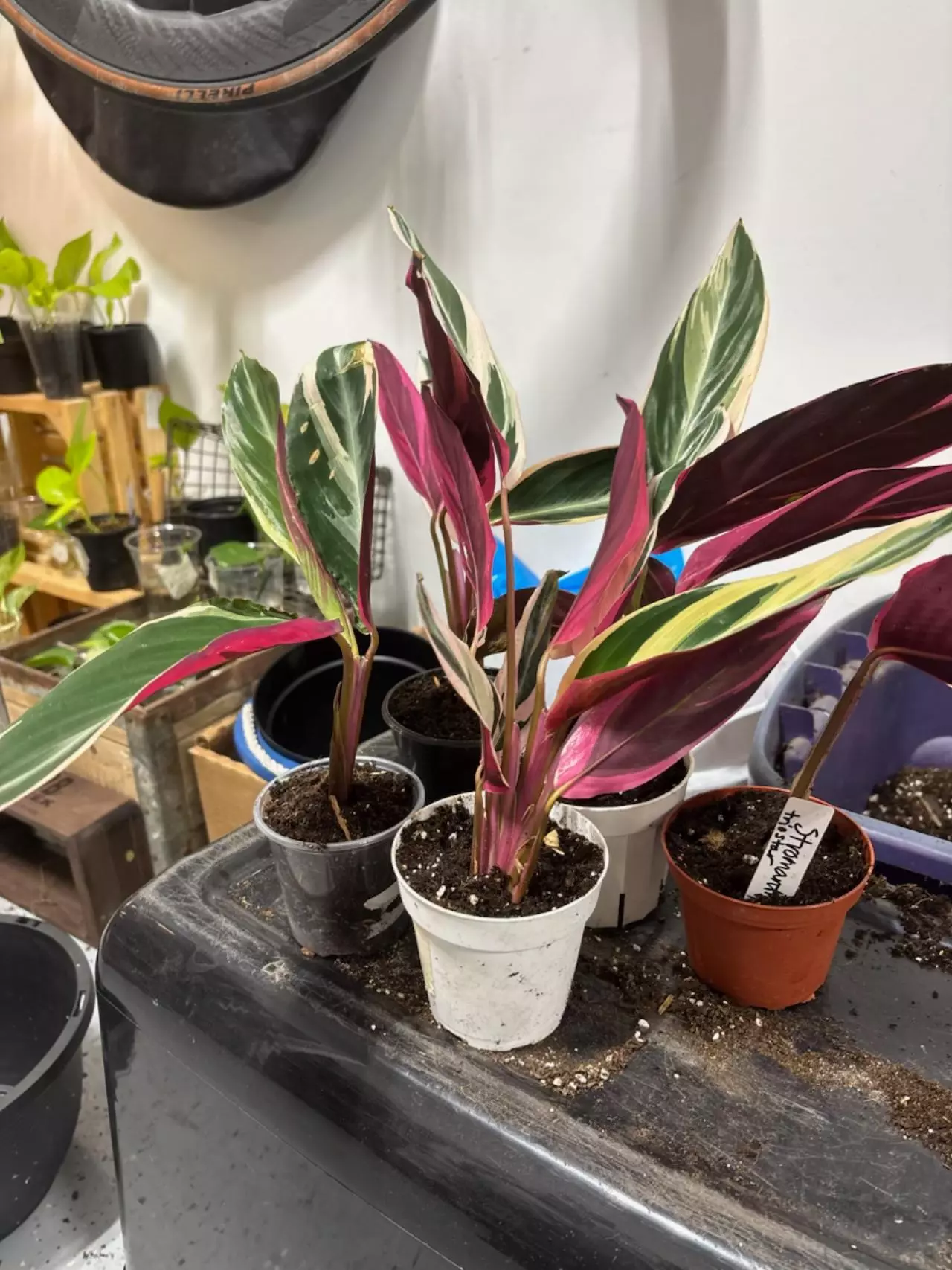 plant/191 stromanthe triostar-1