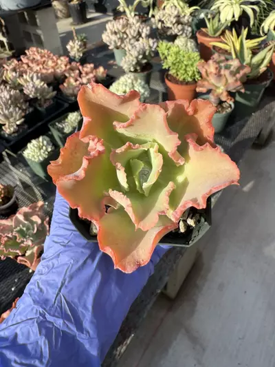 plant/E. Takasago No Okina 2.75" pot-0-thumbnail