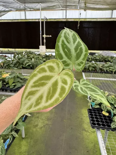 plant/Seed grown anthurium minahasa x red crystallinum (indo) starter plant growers ch-1-thumbnail