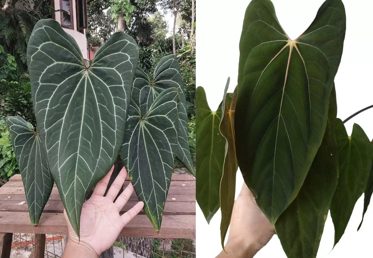 plant/Seed grown anthurium ferrari x pap (indo) starter plant growers choice-0